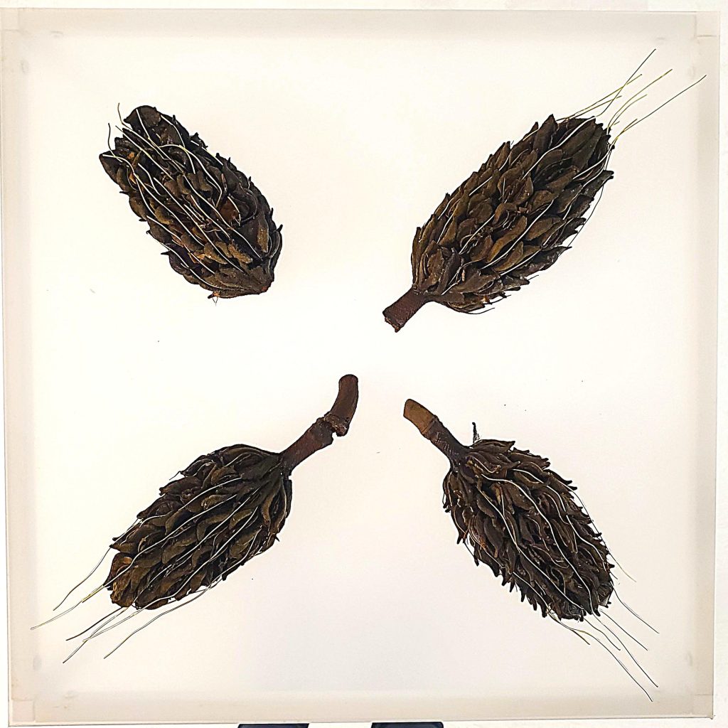 Magnolia Pods, 2024