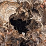 Empty Wasps' Nest, 2026