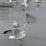 Safeway Parking Lot Gulls on Rt. 1, 2026
